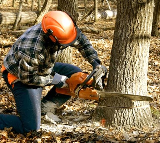 Tree Removal in New Era, MI